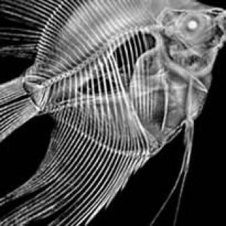 Angelfish Decay cherche à hypnotiser le touriste…
