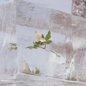 Les fleurs du vent d’Efterklang…