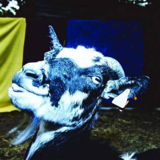 Day Trip to The Petting Zoo