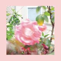 Pour The Reds, Pinks and Purples, c’est toujours l’été…