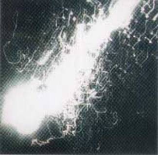 Yeah Ghost