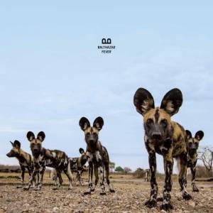 Balthazar et la fièvre du samedi soir …