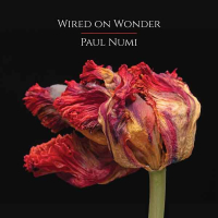 Wired on Wonder