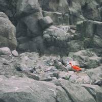Color In The Zoo