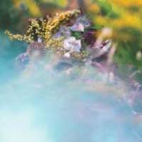 bEEdEEgEE, dites-le avec des fleurs…